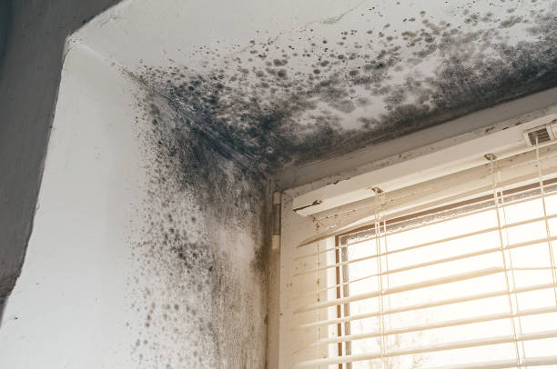 Affordable Mold Cleanup solutions in Franklin, KY