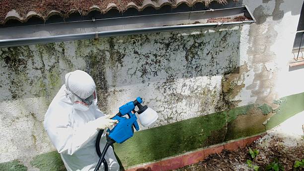 Trusted Crawl Space Mold Removal service in Franklin, KY - Cheap Mold Removal